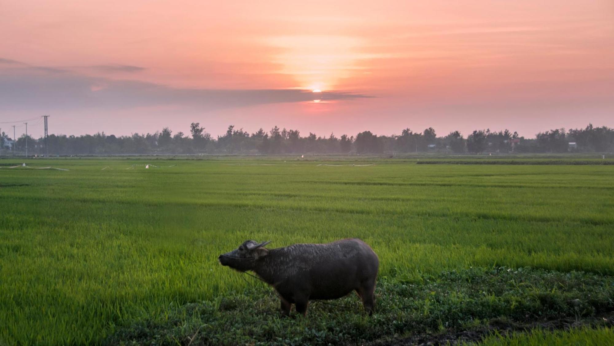 The Linh Hoi An Villa Dış mekan fotoğraf